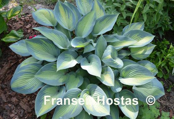 Hosta Paradise Joyce